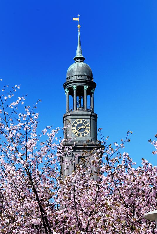 1540_1446 Zweige mit rosafarbenen Kirschblüten vor der Kupferkuppel der St. Michaeliskirche. | Bilder vom Fruehling in Hamburg; Vol. 1